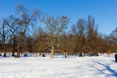 Prag Stromovka 'daki en büyük park - Çek Cumhuriyeti' nin karlı kışında Kraliyet Ağacı -