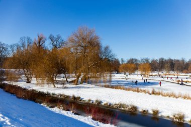 Prag Stromovka 'daki en büyük park - Çek Cumhuriyeti' nin karlı kışında Kraliyet Ağacı -