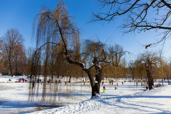 Prag Stromovka 'daki en büyük park - Çek Cumhuriyeti' nin karlı kışında Kraliyet Ağacı -