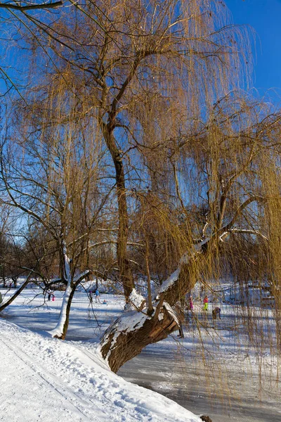 Der Größte Park Prag Stromovka Der Königliche Baum Verschneiten Winter — Stockfoto