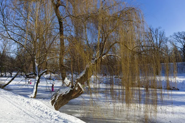 Der Größte Park Prag Stromovka Der Königliche Baum Verschneiten Winter — Stockfoto