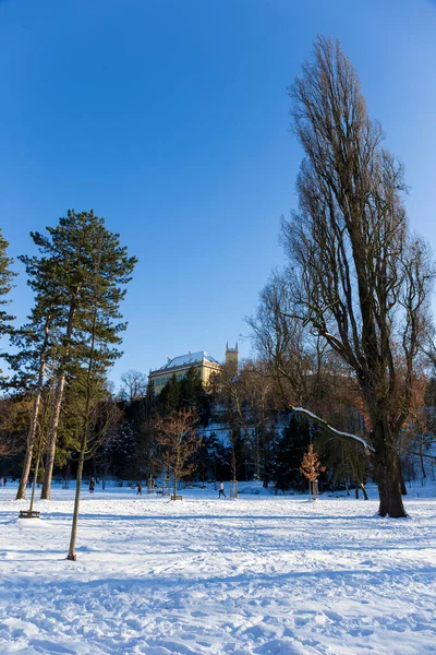 Самый Большой Парк Подольске Королевская Елка Снежной Зиме Чехия — стоковое фото