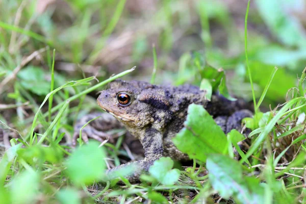 自然の中で小さなヒキガエル — ストック写真