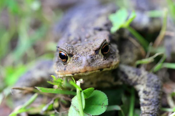 Pequeño sapo en la naturaleza —  Fotos de Stock