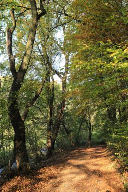 Renkli sonbahar doğa yakınındaki Prag, Çek Cumhuriyeti