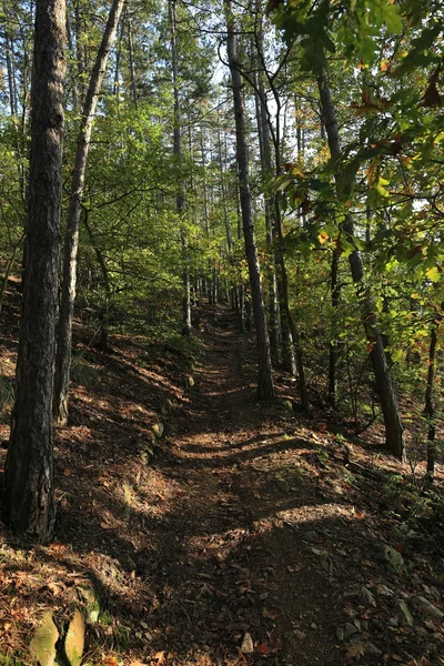 Jesień kolorowy natura w pobliżu Prague, Republika Czeska — Zdjęcie stockowe