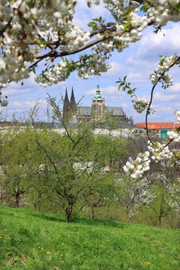 zicht op het voorjaar gotische burcht van Praag met de groene natuur en bloeiende bomen, Tsjechië