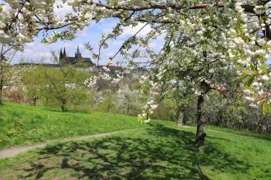 zicht op het voorjaar gotische burcht van Praag met de groene natuur en bloeiende bomen, Tsjechië