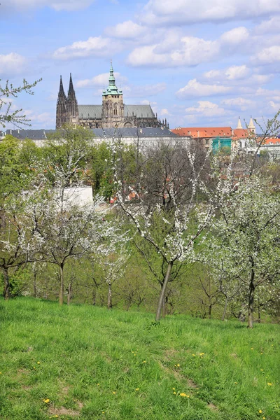 Vista sobre a primavera Castelo gótico de Praga com a natureza verde e árvores floridas, República Checa — Fotografia de Stock