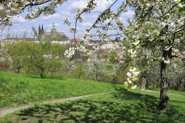 Vista sobre a primavera Castelo gótico de Praga com a natureza verde e árvores floridas, República Checa — Fotografia de Stock