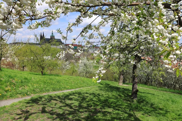 Vista sobre a primavera Castelo gótico de Praga com a natureza verde e árvores floridas, República Checa — Fotografia de Stock