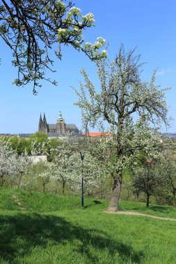 zicht op het voorjaar gotische burcht van Praag met de groene natuur en bloeiende bomen, Tsjechië