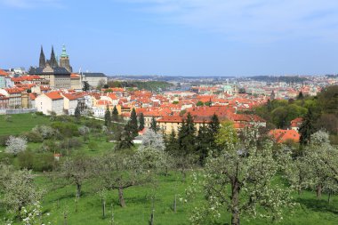 zicht op het voorjaar gotische burcht van Praag met de groene natuur en bloeiende bomen, Tsjechië