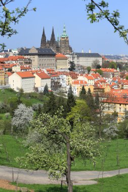 zicht op het voorjaar gotische burcht van Praag met de groene natuur en bloeiende bomen, Tsjechië