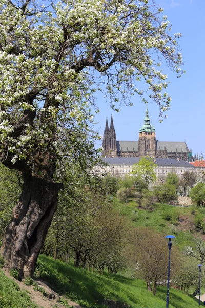 View on the spring Prague gothic Castle with the green Nature and flowering Trees, Czech Republic — Stock Photo, Image