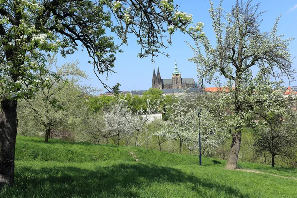 Vista de la primavera Castillo gótico de Praga con la naturaleza verde y los árboles con flores, República Checa —  Fotos de Stock