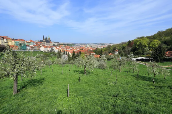 Vue sur le printemps Château gothique de Prague avec la nature verte et les arbres à fleurs, République tchèque — Photo