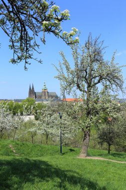 zicht op het voorjaar gotische burcht van Praag met de groene natuur en bloeiende bomen, Tsjechië