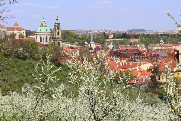 Pohled na jaře Praha st. nicholas' katedrála s zelené přírody a kvetoucích stromů, Česká republika — Stock fotografie