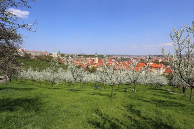 Bahar üzerinde görünümü ile yeşil doğa ve çiçekli ağaçlar, Çek Cumhuriyeti Prag Aziz nicholas Katedrali