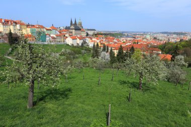 Gotik Castle, yeşil doğa ile Prag Bahar üzerinde görüntülemek ve çiçekli ağaçlar, Çek Cumhuriyeti