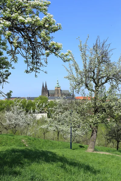 View on the spring Prague with gothic Castle, green Nature and flowering Trees, Czech Republic — Stock Photo, Image