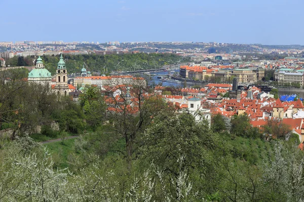 Nézd a prágai Szent Miklós-katedrális, zöld a tavaszi természet és virágzó fák, Cseh Köztársaság — Stock Fotó