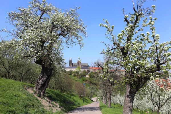 Zobrazit na jaře v Praze s gotického hradu, zelené přírody a kvetoucí stromy, Česká republika — Stock fotografie