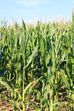 Gece romantik karlı Prague City ile Charles Köprüsü ve Aziz Nicholas Katedrali, Çek Cumhuriyeti