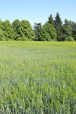 Bulutlu gökyüzü yeşil tahıl ile alan bahar