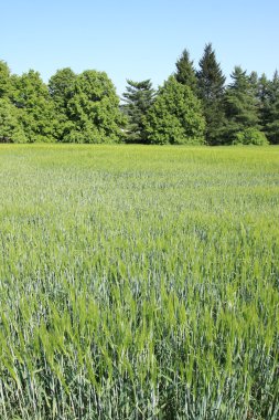 Alan altın yeşil tahıl