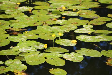 Güzel manzara yaz dağlar Sumava southern Bohemia, Çek Cumhuriyeti
