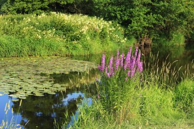 Güzel manzara yaz dağlar Sumava southern Bohemia, Çek Cumhuriyeti