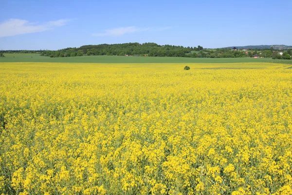 Summer Landscape with Field of Rape — Stock Photo, Image