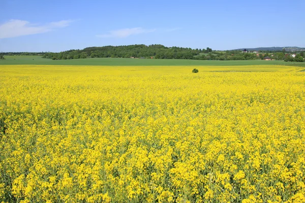 Summer Landscape with Field of Rape — Stock Photo, Image