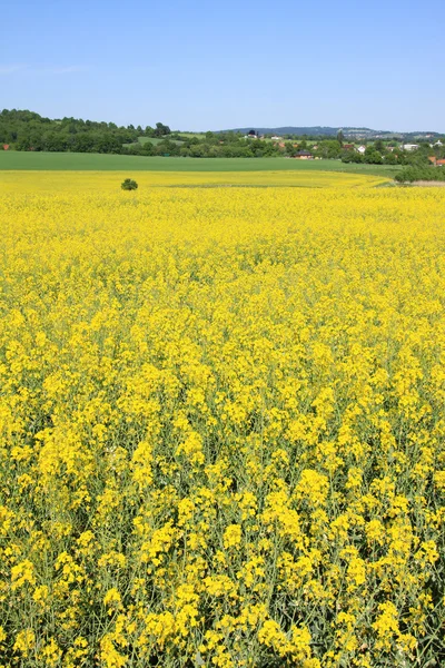 Sommerlandschaft mit Rapsfeld — Stockfoto