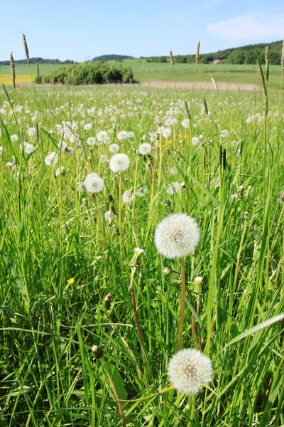 Spring green Nature with Dandelions — Stock Photo, Image