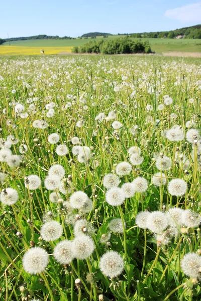 Detail of the Dandelion on the green Background — Stock Photo, Image