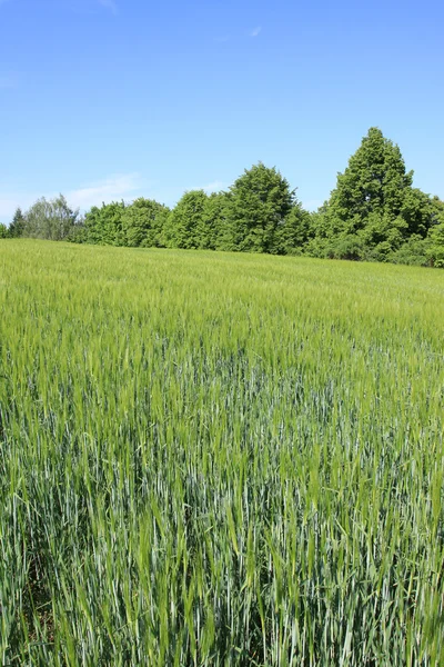 The Field of green Grain with spring cloudy Sky — Stock Photo, Image