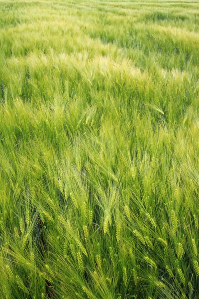 Het gebied van goud groen graan — Stockfoto