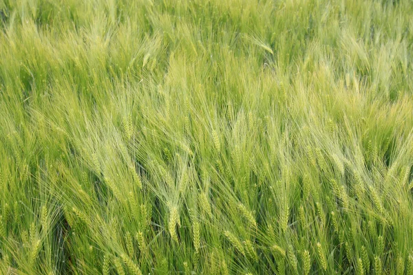 Das Feld des goldgrünen Korns — Stockfoto
