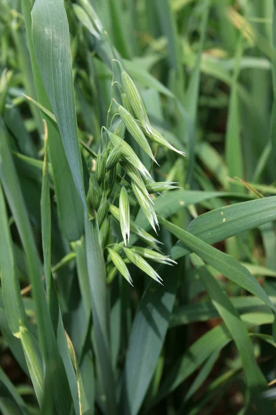 Detail of the Green Oat