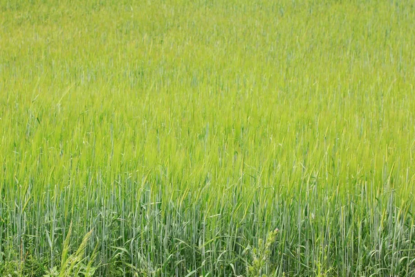 Câmpul cerealelor verzi aurii — Fotografie, imagine de stoc