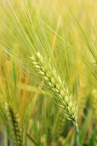 Detail of the Corn Spike — Stock Photo, Image