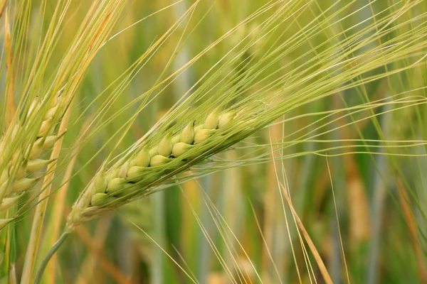 Detalle de la espiga de maíz — Foto de Stock