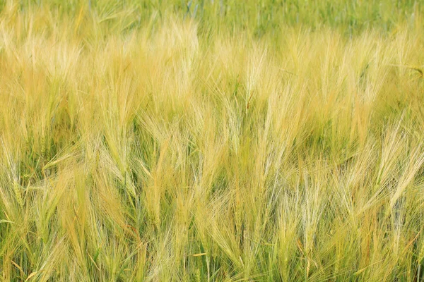 Het gebied van goud groen graan — Stockfoto