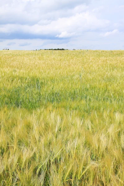 Il campo di grano verde oro — Foto Stock