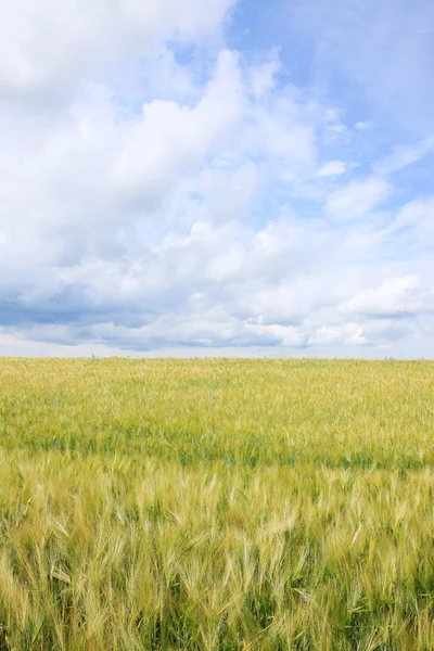 The Field of gold green Grain — Stock Photo, Image