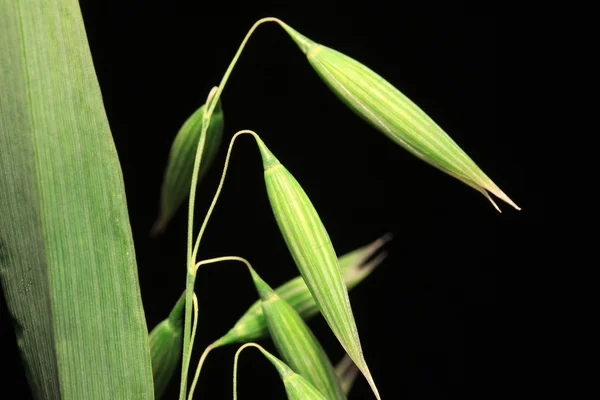 Detalle de la espiga de maíz — Foto de Stock