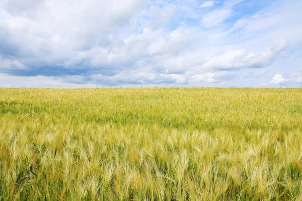 The Field of gold green Grain — Stock Photo, Image